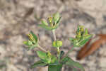 Greater Florida spurge